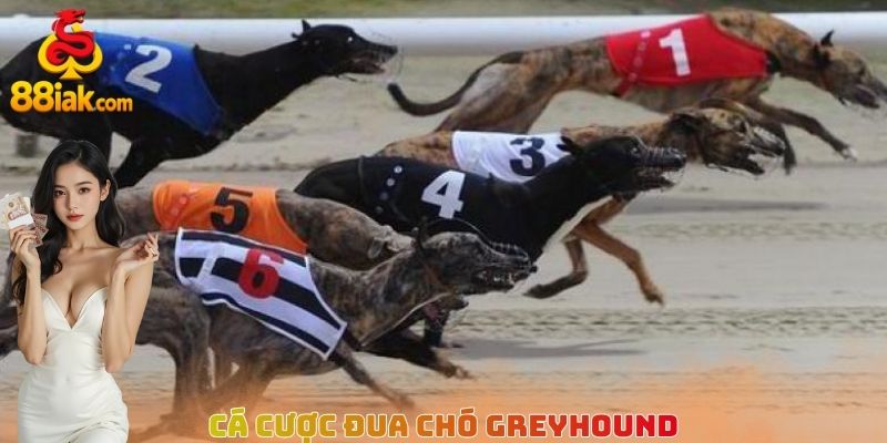 Cá cược đua chó Greyhound