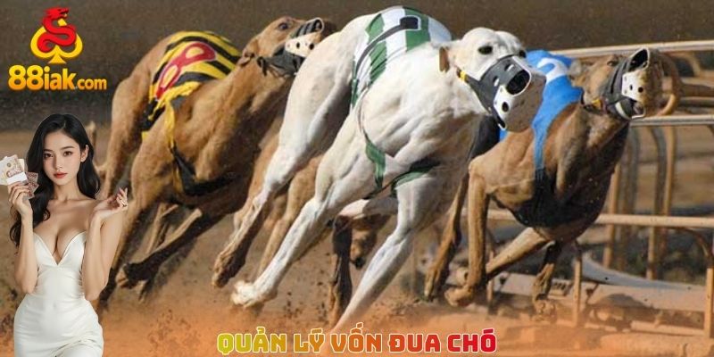 Quản lý vốn đua chó